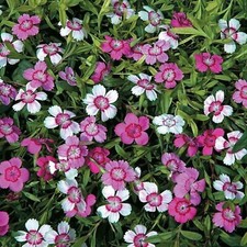 Dianthus deltoides microchips for sale  BELLSHILL