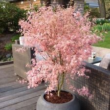 Acer tree palmatum for sale  NORTHWICH