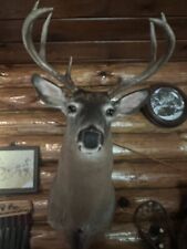 Taxidermy deer heads for sale  Rome