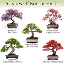 Bonsai tree kit for sale  Denver