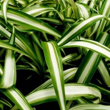 Variegated spider plants for sale  Gastonia