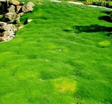5500 seeds irish for sale  READING