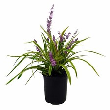 Liriope grass one for sale  Arlington