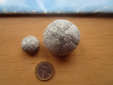 Schöne versteinerter seeigel gebraucht kaufen Schöne versteinerter seeigel gebraucht kaufen  Bredstedt