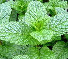 Mint herb plant for sale  Valley Stream