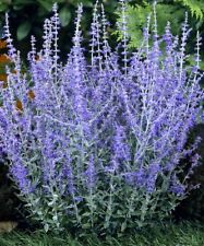 Perennial plant perovskia for sale  MARCH