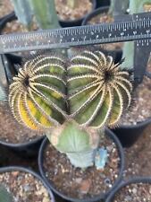 Uebelmannia variegata multi usato  Spedire a Italy