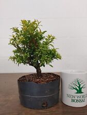 Bonsai tree little for sale  Land O Lakes