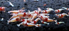 Sss crs crystal for sale  Brooklyn