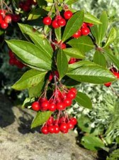 Seeds red chokeberry for sale  Heath