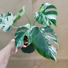 Monstera albo variegata for sale  Woodland Hills