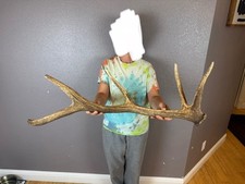 Elk shed antler for sale  Moscow