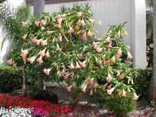 Semi brugmansia insignis usato  Trappeto