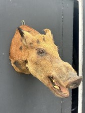 Vintage wild boar for sale  Columbus