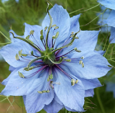 AJENUZ - comino negro - nigella sativa ( aceite bendito ) 400 semillas - seeds comprar usado  Enviando para Brazil