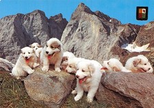 Chiots pyrenees 2881 d'occasion  France