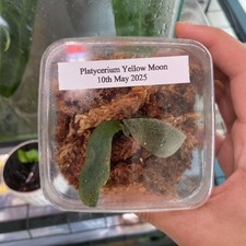 Platycerium yellow moon for sale  LONDON