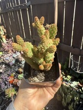 Opuntia rufida minima for sale  Ontario