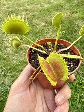 Venus flytrap zipp for sale  LOUTH