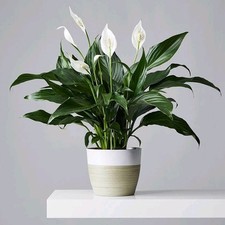 Live peace lily for sale  PRENTON