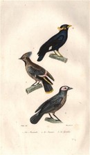 Birds. mainate jaseur d'occasion  Expédié en Belgium