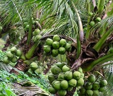 Dwarf coconut organic for sale  USA