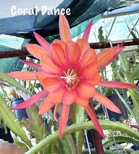 Coral dance epiphyllum for sale  USA