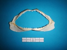 Scharfnasenhai echtes haigebis gebraucht kaufen  Leipzig