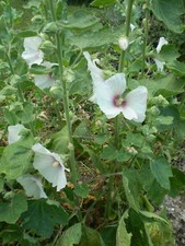 Seeds organic norfolk for sale  IPSWICH