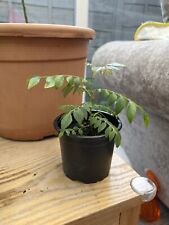 Curry leaf plants for sale  WARRINGTON
