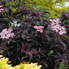 Sambucus nigra black for sale  UK