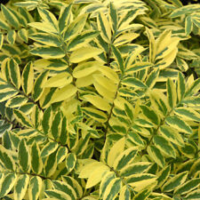 Polemonium golden feathers for sale  Danielson