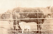 Farming. strange foster for sale  UK