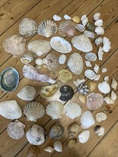 large shells for sale large shells for sale SAFFRON WALDEN