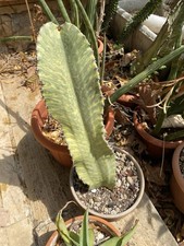 Euphorbia murielii variegata usato  Palermo
