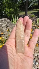 Rare clovis exotic for sale  Springfield