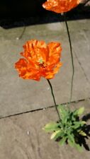 Papaver rupifragum flore for sale  CARNFORTH