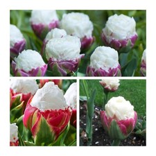 Double late ice for sale  CANTERBURY
