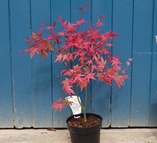 Acero giapponese rosso usato  Pontinia