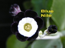 Primula auricula plant for sale  RIPLEY