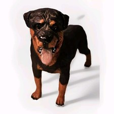 Rottweiler dog realistic for sale  Watertown