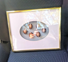 Vintage framed cowrie for sale  Plant City
