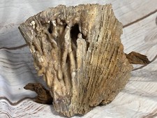 Agatized coral driftwood for sale  Deltona
