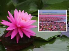 Rosennymphe nymphea rose gebraucht kaufen  Kaiserslautern