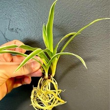 Chlorophytum spider reverse for sale  Terrell