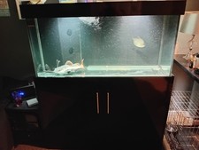 Sump fish tank for sale  WOLVERHAMPTON