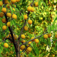 Gal. cherry plum for sale  Denver