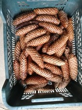 Tannenzapfen große fichtenzap gebraucht kaufen Tannenzapfen große fichtenzap gebraucht kaufen  Berge