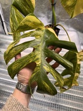 Monstera aurea d'occasion Monstera aurea d'occasion  France