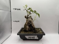 Ash tree potted for sale  LIVERPOOL